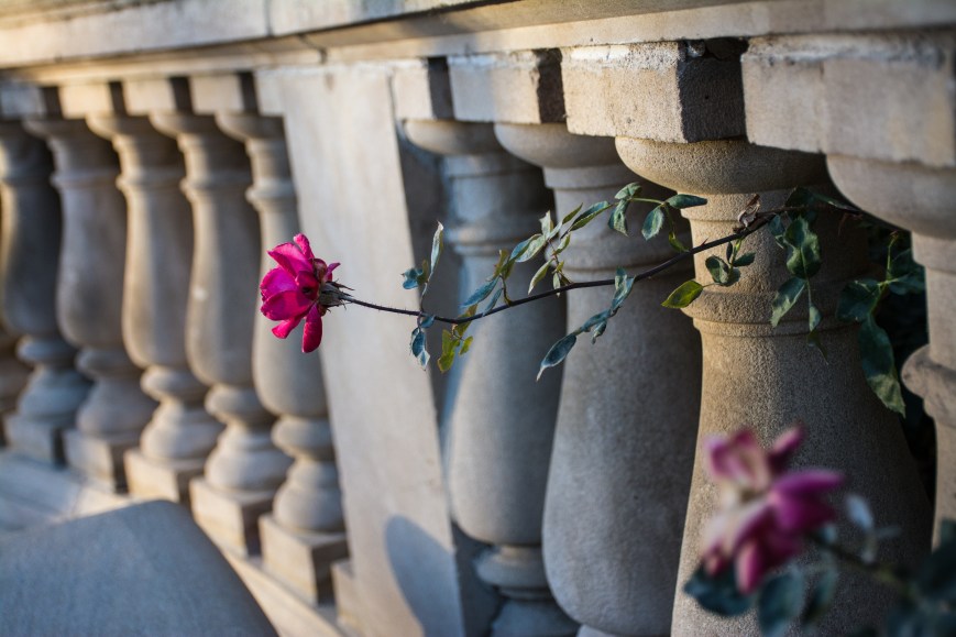 2016-WitheringRoses-LP-3