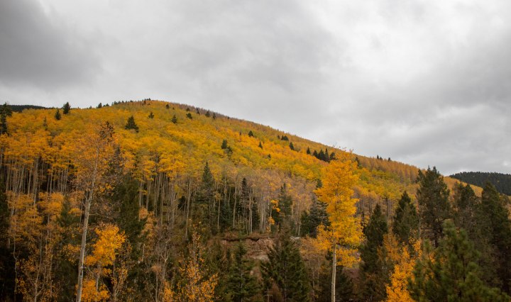 The aspens shown magnificently, even in the gloomy weather.