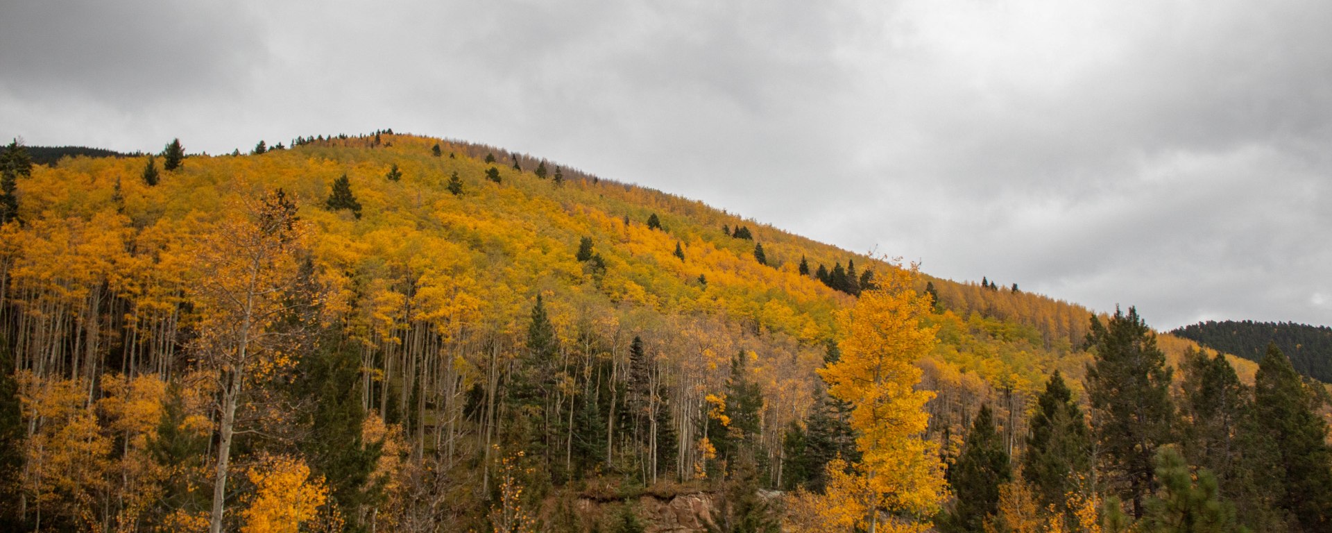 The aspens shown magnificently, even in the gloomy weather.