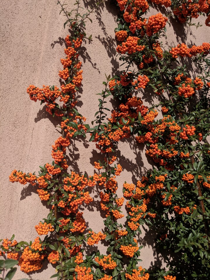 Beautiful vines clinging to the stucco walls.