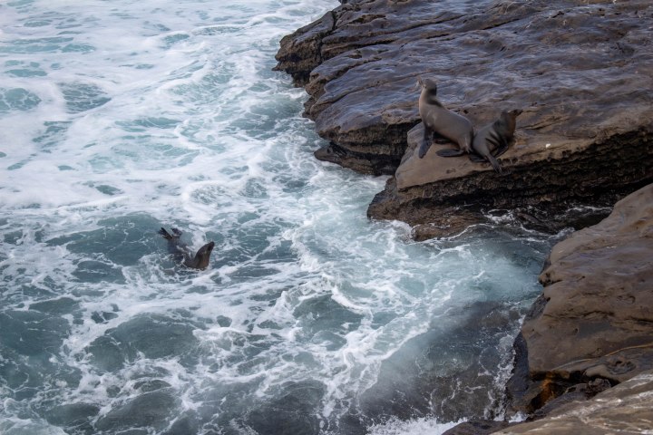 While most sea lions enjoyed napping on the cliffside, a few dove into the water for a morning dip as the tide rolled in.