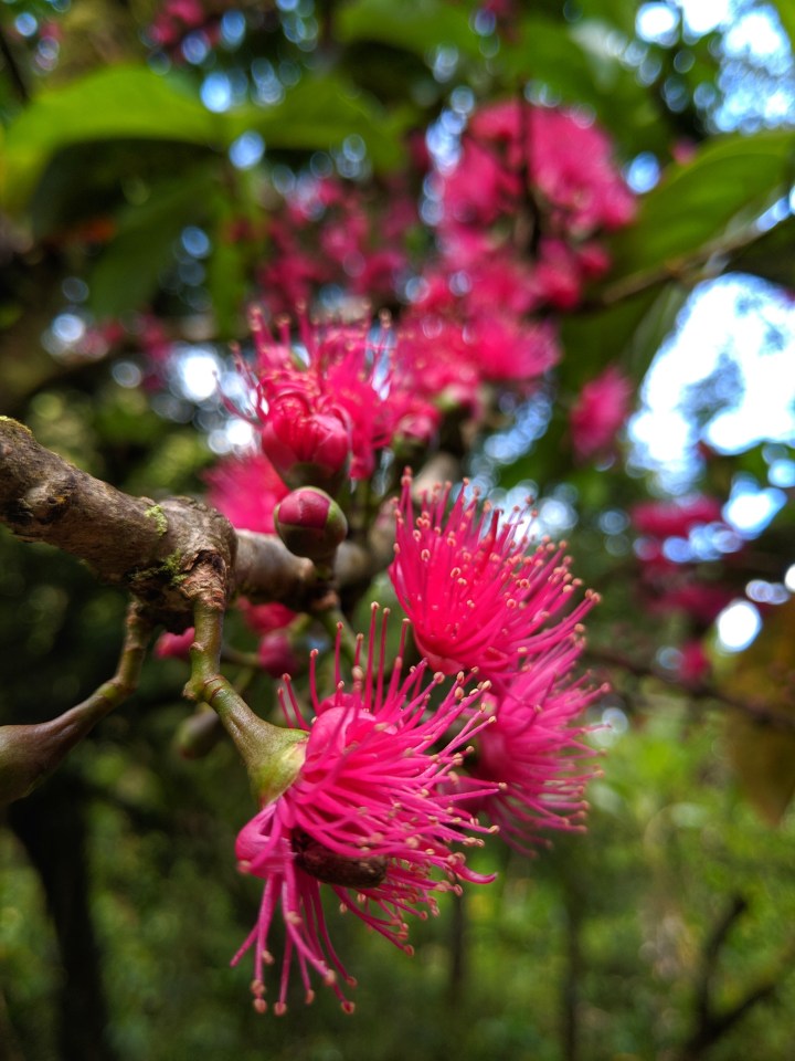 While taking in the epic scenery along the Road to Hana, don't miss the more subtle beauty that surrounds you.